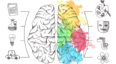 brain structure